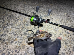 クロソイの釣果