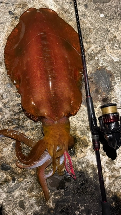 アオリイカの釣果