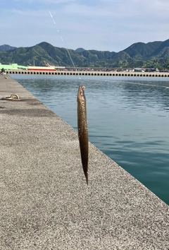 ギンポの釣果