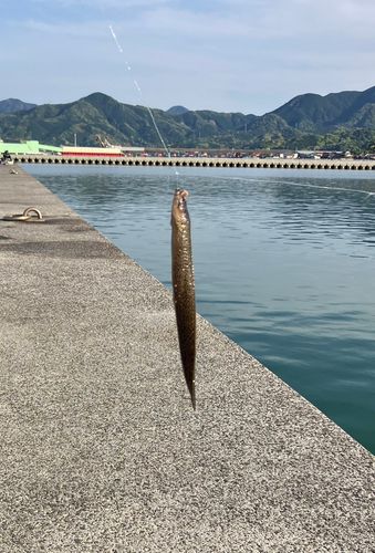 ギンポの釣果