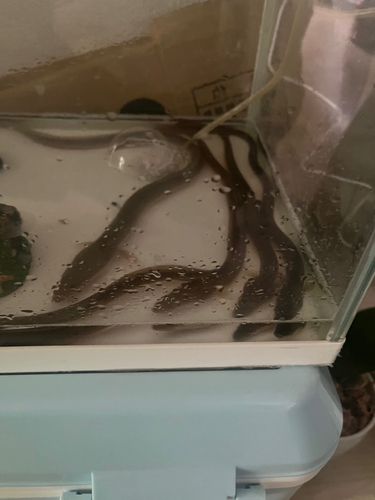 ニホンウナギの釣果