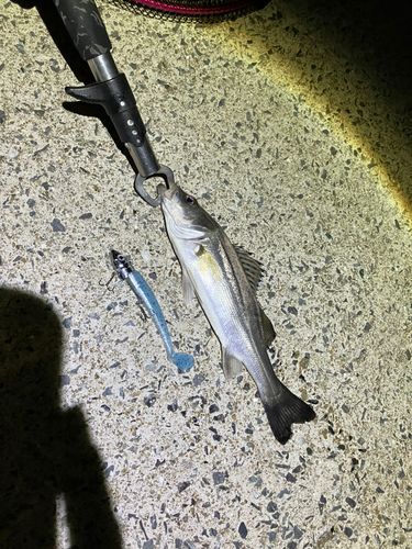 セイゴ（マルスズキ）の釣果