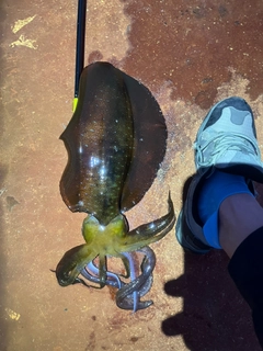 イカの釣果