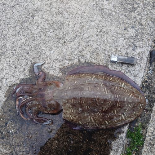 コウイカの釣果