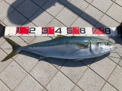ブリの釣果