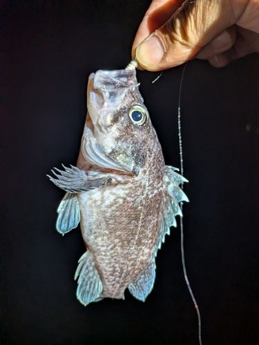 釣果