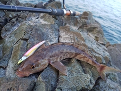 ホッケの釣果
