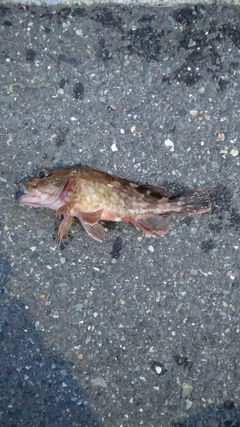 カサゴの釣果