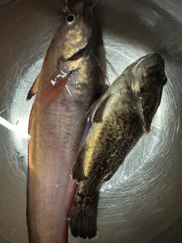 チゴダラの釣果