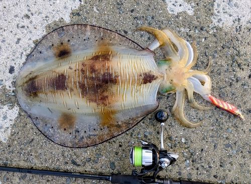 アオリイカの釣果