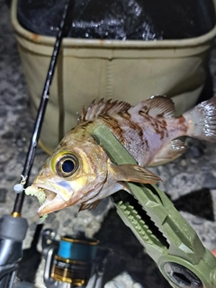 メバルの釣果