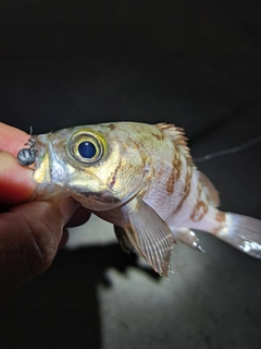 メバルの釣果