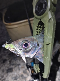 マアジの釣果