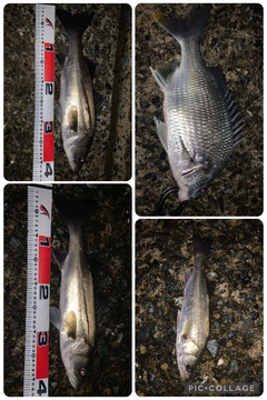 メイタの釣果