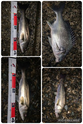メイタの釣果