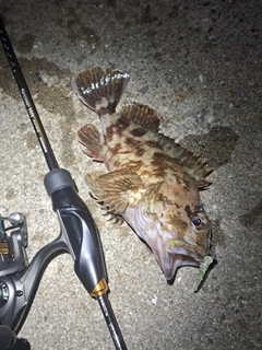 カサゴの釣果