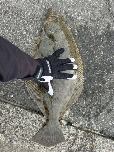 ヒラメの釣果
