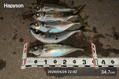 アジの釣果