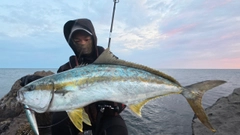ヒラマサの釣果