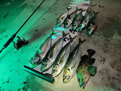 アジの釣果