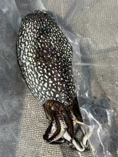 コウイカの釣果