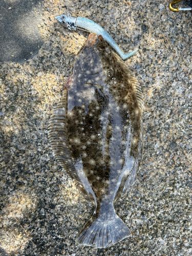 ヒラメの釣果