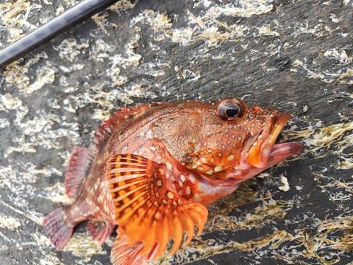 カサゴの釣果