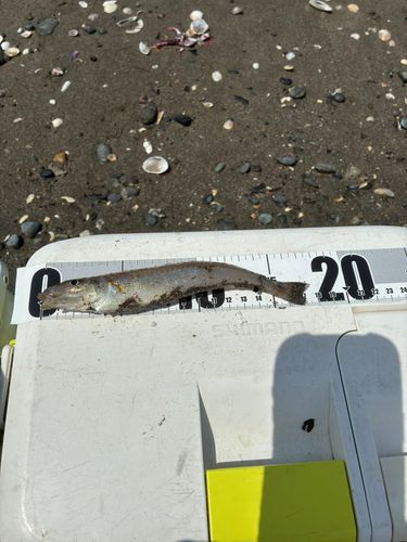 シロギスの釣果