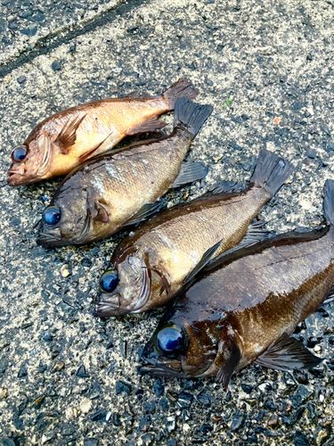 メバルの釣果