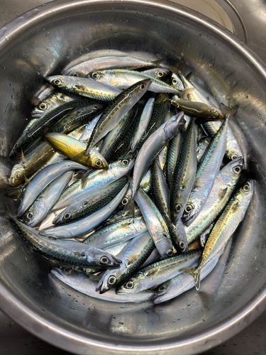 サバの釣果