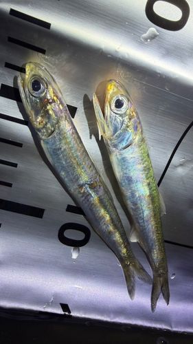 カタクチイワシの釣果