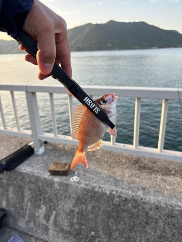 タイの釣果