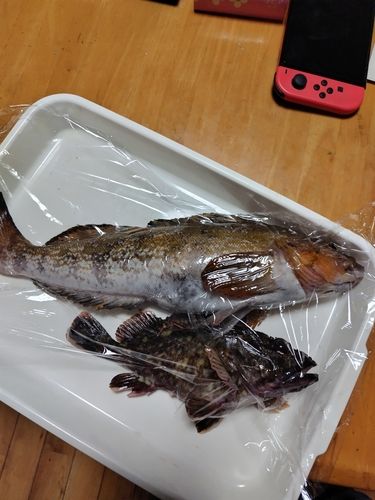 アイナメの釣果