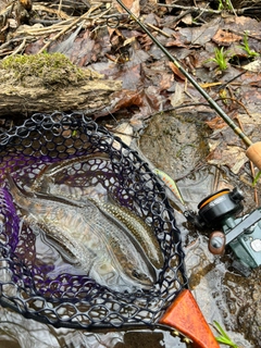 ヤマメの釣果