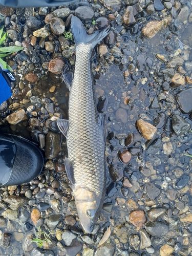 ニゴイの釣果