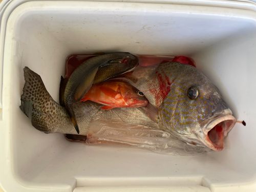 ゴマモンガラの釣果