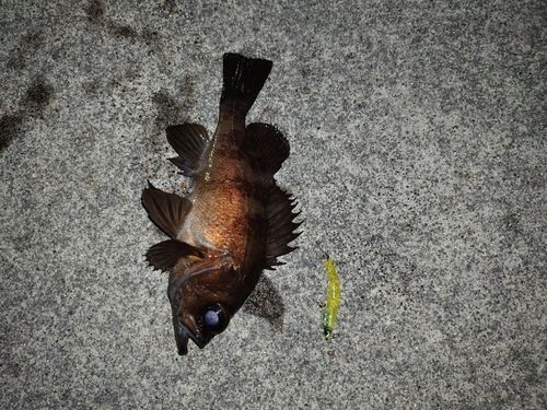 メバルの釣果
