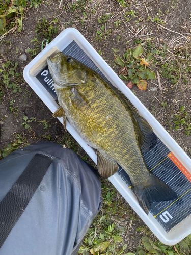 スモールマウスバスの釣果