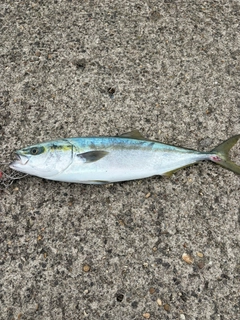 イナダの釣果