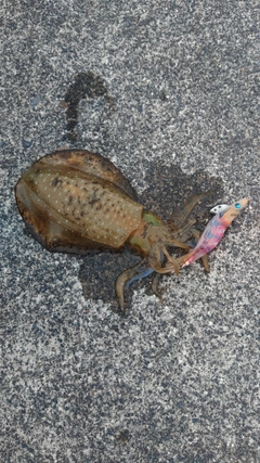 アオリイカの釣果