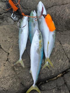 ワラサの釣果