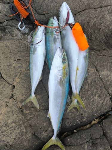 ワラサの釣果