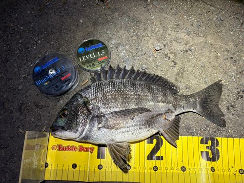 チヌの釣果