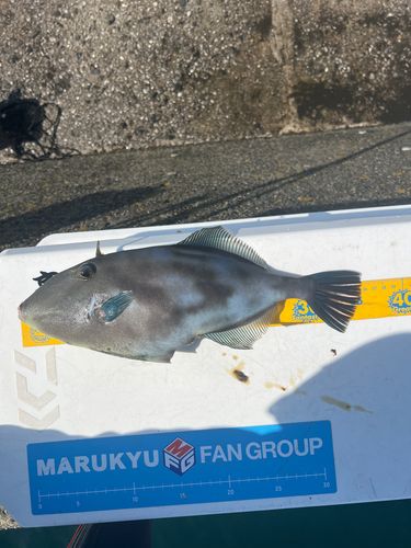 ウマヅラハギの釣果