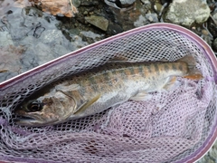 ヤマメの釣果