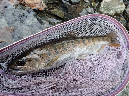 ヤマメの釣果