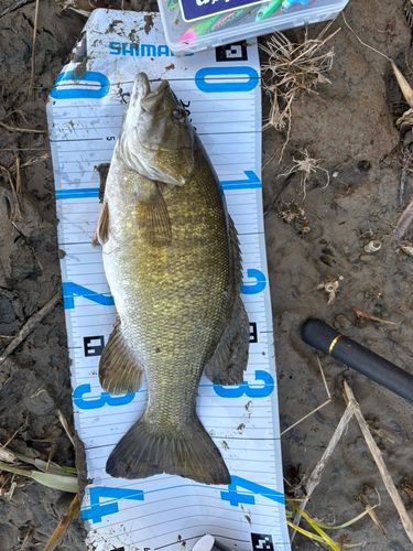 スモールマウスバスの釣果