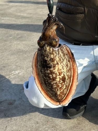 コウイカの釣果