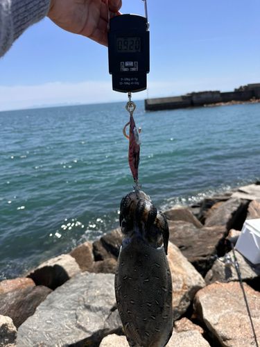 コウイカの釣果