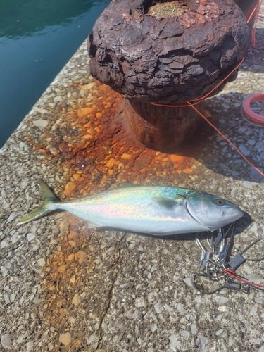 ヤズの釣果